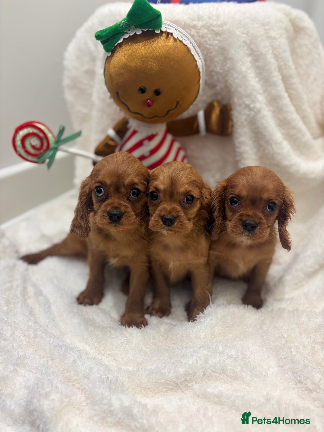 Cavalier King Charles Spaniel dogs for sale: KC registered Health tested King Charles cavalier - Advert 2