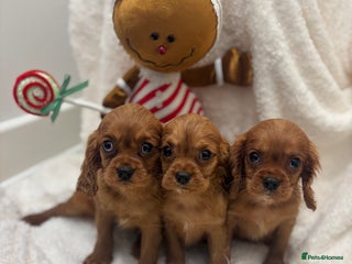 Cavalier King Charles Spaniel dogs KC registered Health tested King Charles cavalier - Advert 5