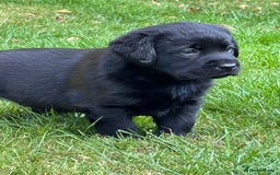 Labrador Retriever dogs for sale: Show chunky black Labradors - Image 9