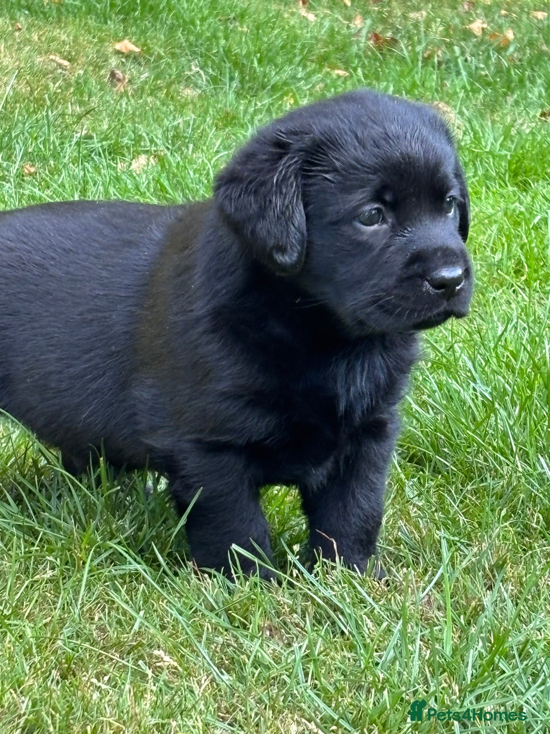 Labrador Retriever dogs for sale: Show chunky black Labradors - Image 9
