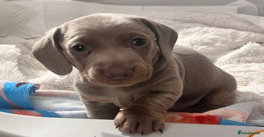 Miniature Dachshund dogs - Advert 11