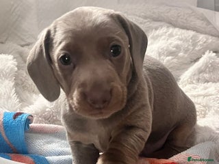 Miniature Dachshund dogs - Advert 6