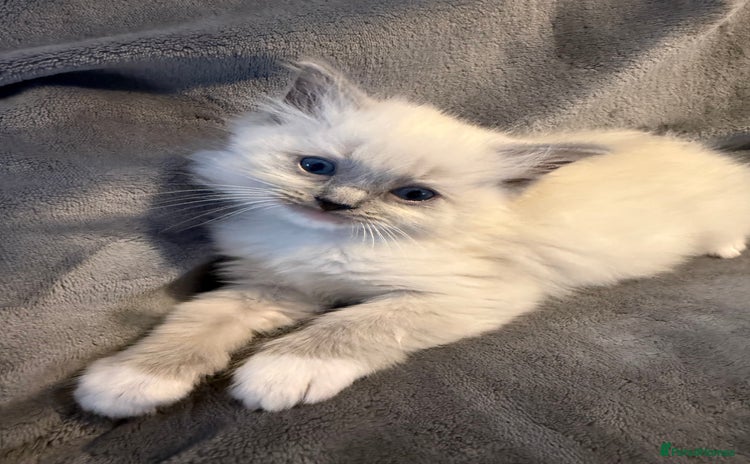 Ragdoll cats - Advert 1
