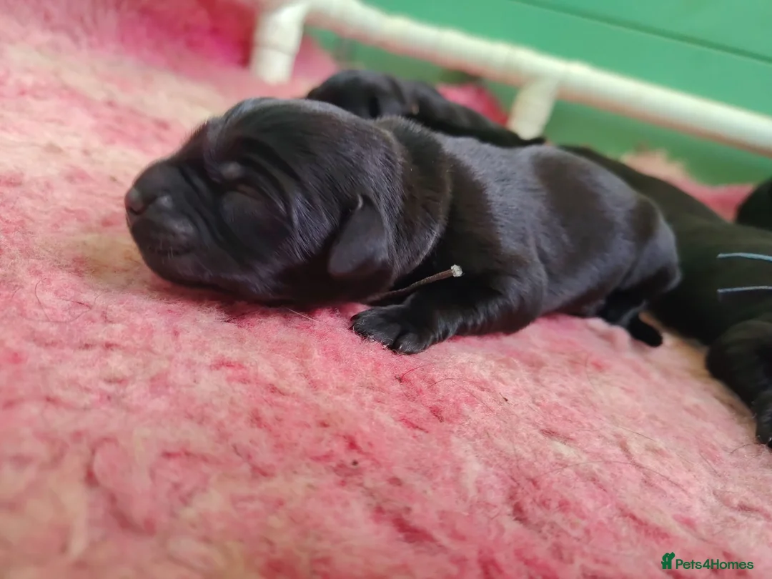 Labrador Retriever dogs for sale: Working labrador puppies - Advert 6