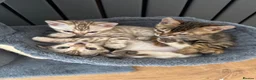Bengal cats for sale: Bengal - Advert 14