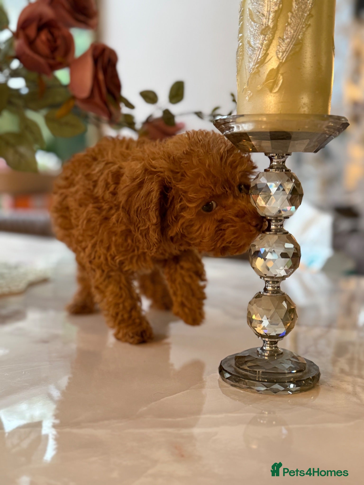 Toy Poodle dogs Already trained Toy Puddle Puppies - Advert 11