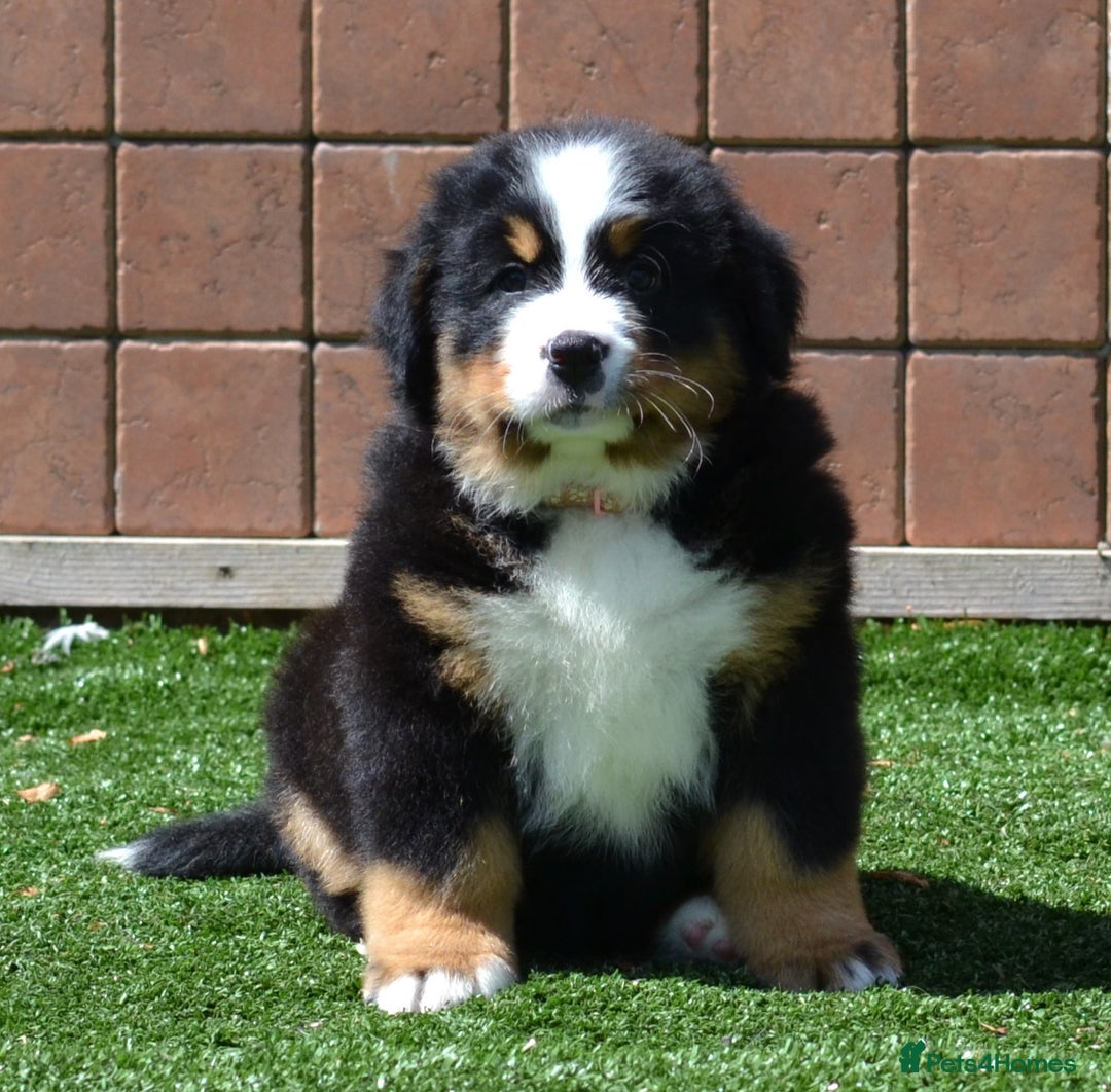 Bernese Mountain Dog dogs for sale: ⭐EXQUISITE IMPORTED LINES KC REGISTERED PUPPIES⭐ - Image 14
