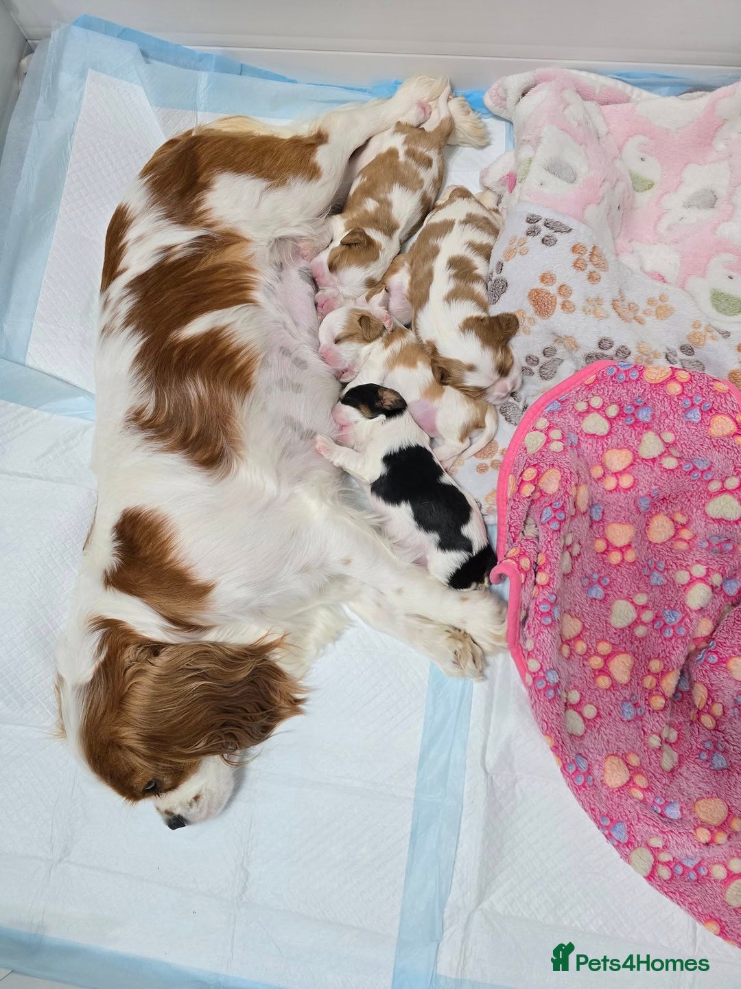 Cavalier King Charles Spaniel dogs for sale: Fully health tested included MRI scan  - Image 19