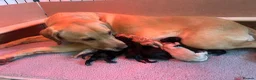 Labrador Retriever dogs for sale: Labrador Puppies - Advert 5