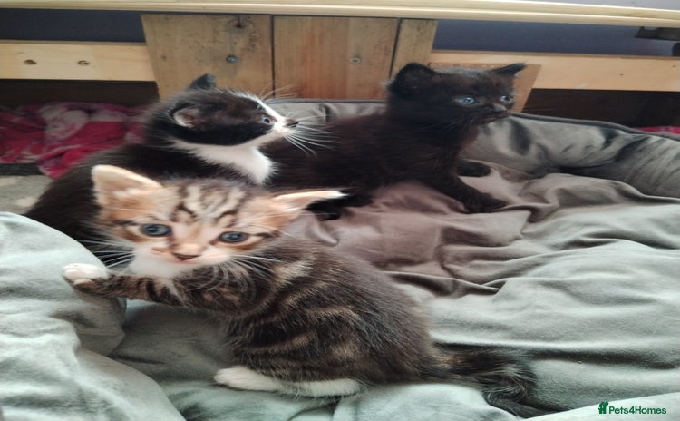 Maine Coon cats - Advert 1