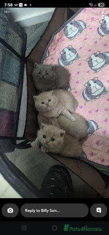 British Shorthair cats - Advert 11