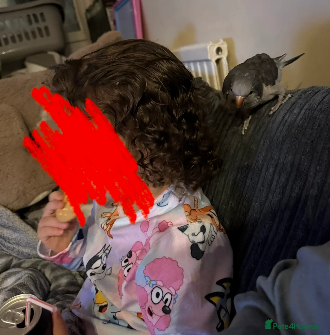 Parakeets birds for sale: Quaker Female Baby Handreared - Advert 5