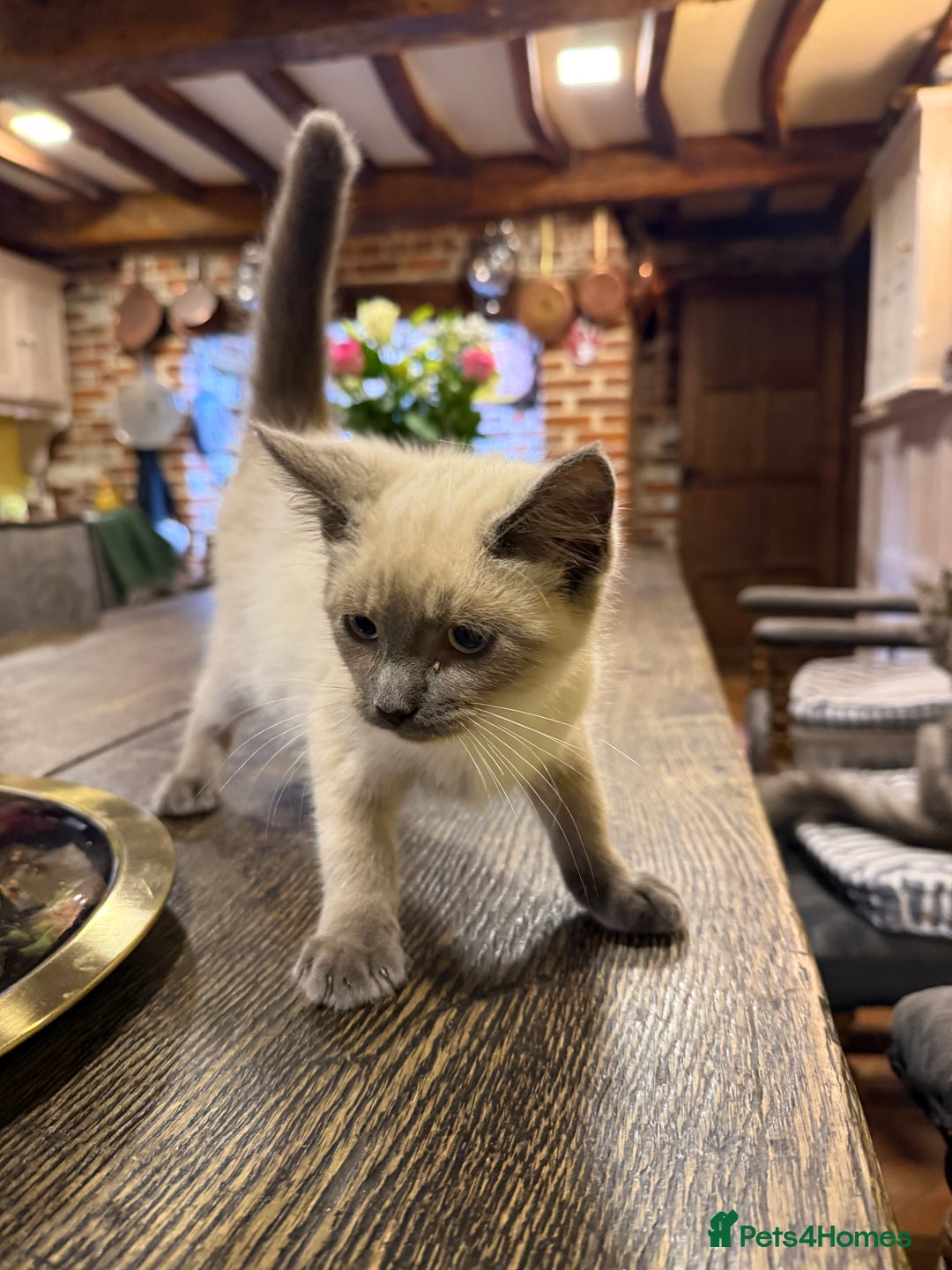 British Shorthair cats for sale: Marvellous kittens looking for home - Image 1