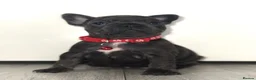 French Bulldog dogs for sale: Beautiful French Bulldog Puppies in Cardiff - Advert 21