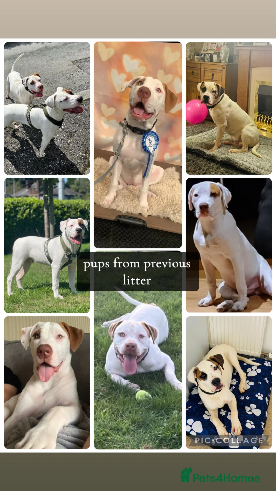 American Bulldog dogs for sale: American Bulldog Puppies - Advert 5