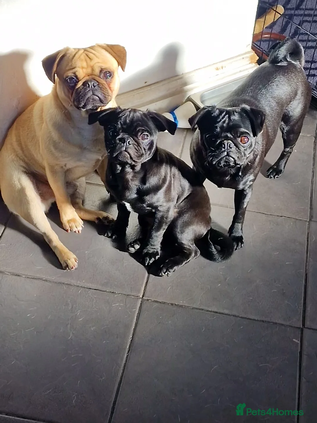 Pug dogs for sale: 4 beautiful little pug puppies - Advert 1