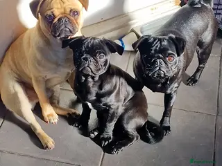 Pug dogs 4 beautiful little pug puppies - Advert 14