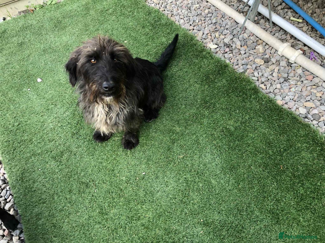 Mixed Breed dogs for sale: Dachshund cross puppies for sale  - Image 6