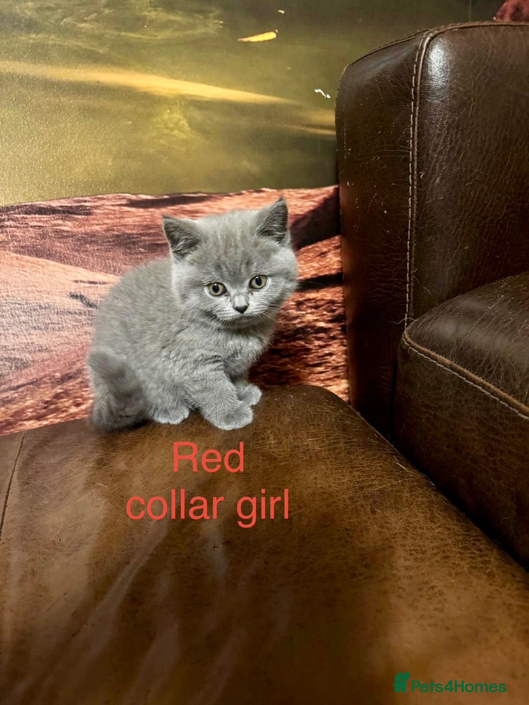 British Shorthair cats for sale: Beautiful litter of British Shorthair kittens - Advert 5