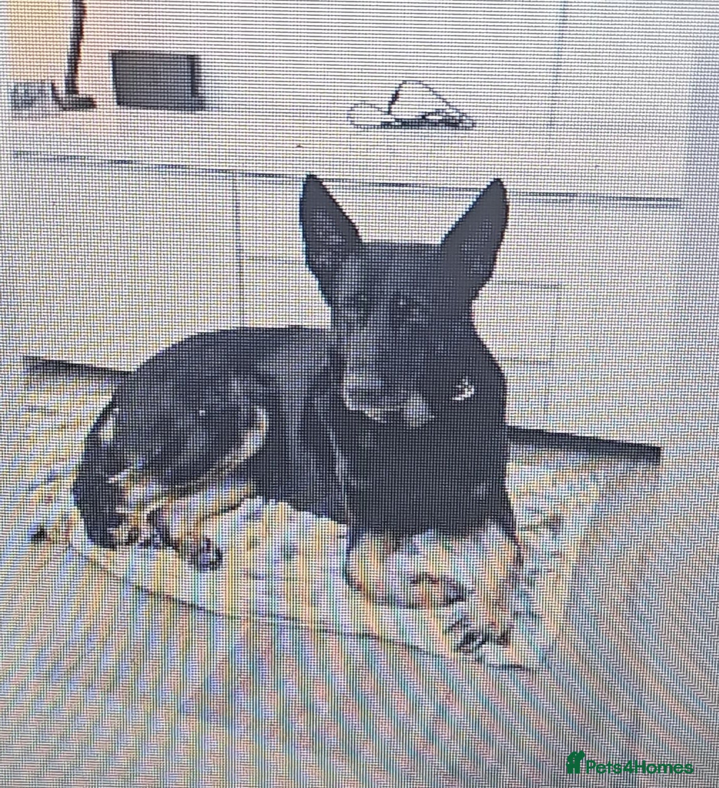 German Shepherd dogs for sale: German Shepherd dog for sale in Wolverhampton - Advert 7