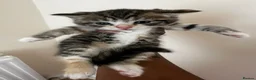 Domestic Shorthair cats for sale: 4 Adorable Kittens – Ready to Reserve - Advert 5
