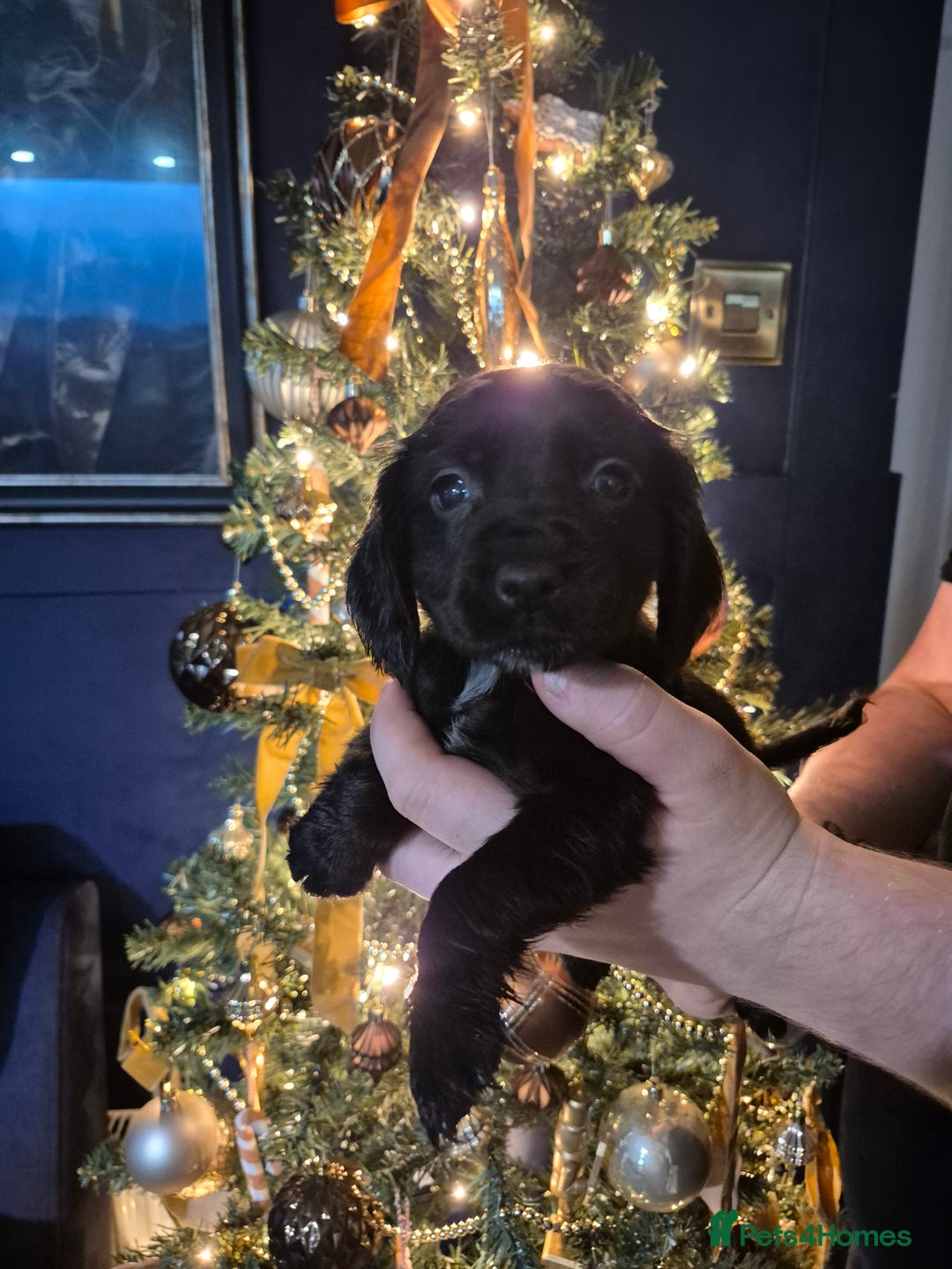 Bocker dogs for sale: Cocker spaniel X bocker pups for sale  - Advert 1