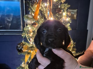 Bocker dogs Cocker spaniel X bocker pups for sale - Advert 1