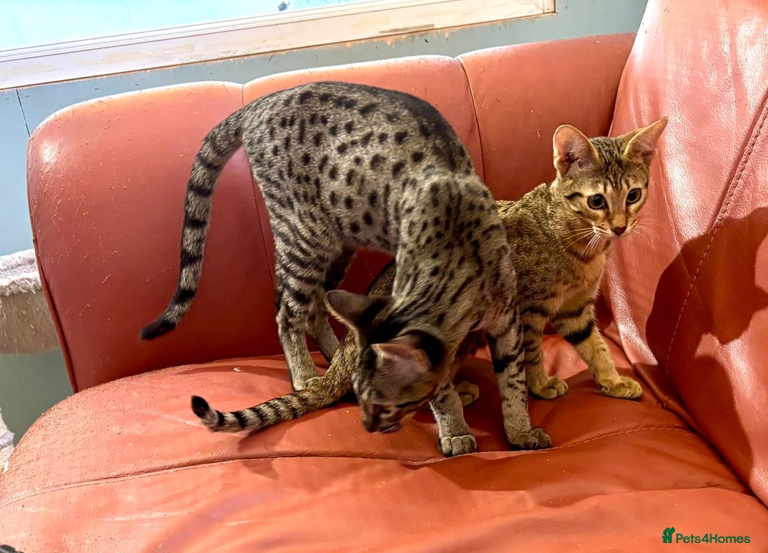 Savannah cats for sale: F7 brown & charcoal spotted savannah kittens - Image 4