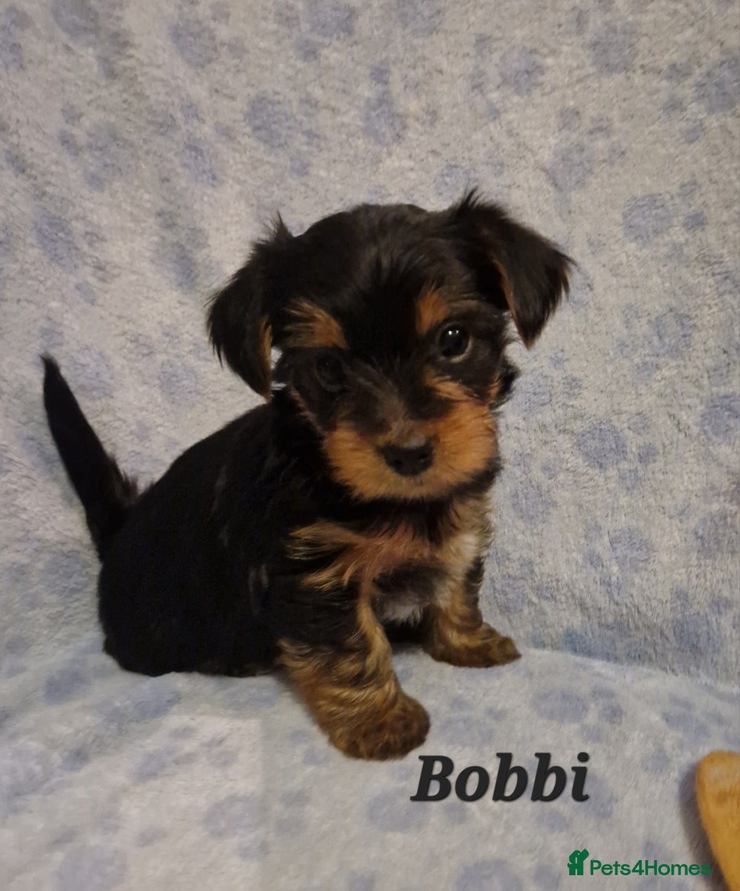 Yorkshire Terrier dogs for sale: Beautiful yorkie puppies - Advert 26