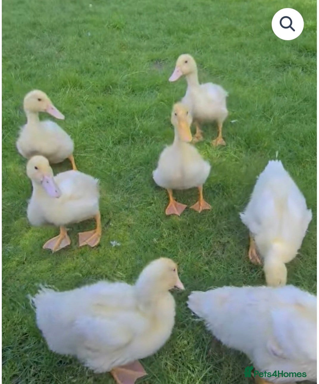 Ducks poultry Cherry valley ducklings - Advert 8