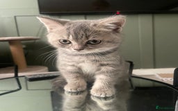 British Shorthair cats for sale: 1 baby girl left!  - Image 1
