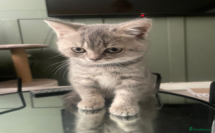 British Shorthair cats - Advert 2