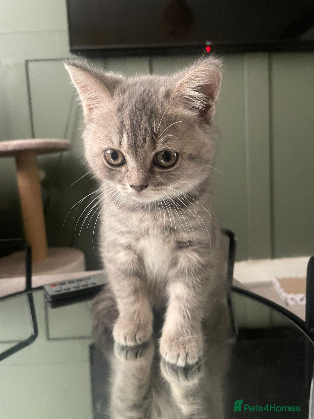 British Shorthair cats for sale: 1 baby girl left!  - Image 1