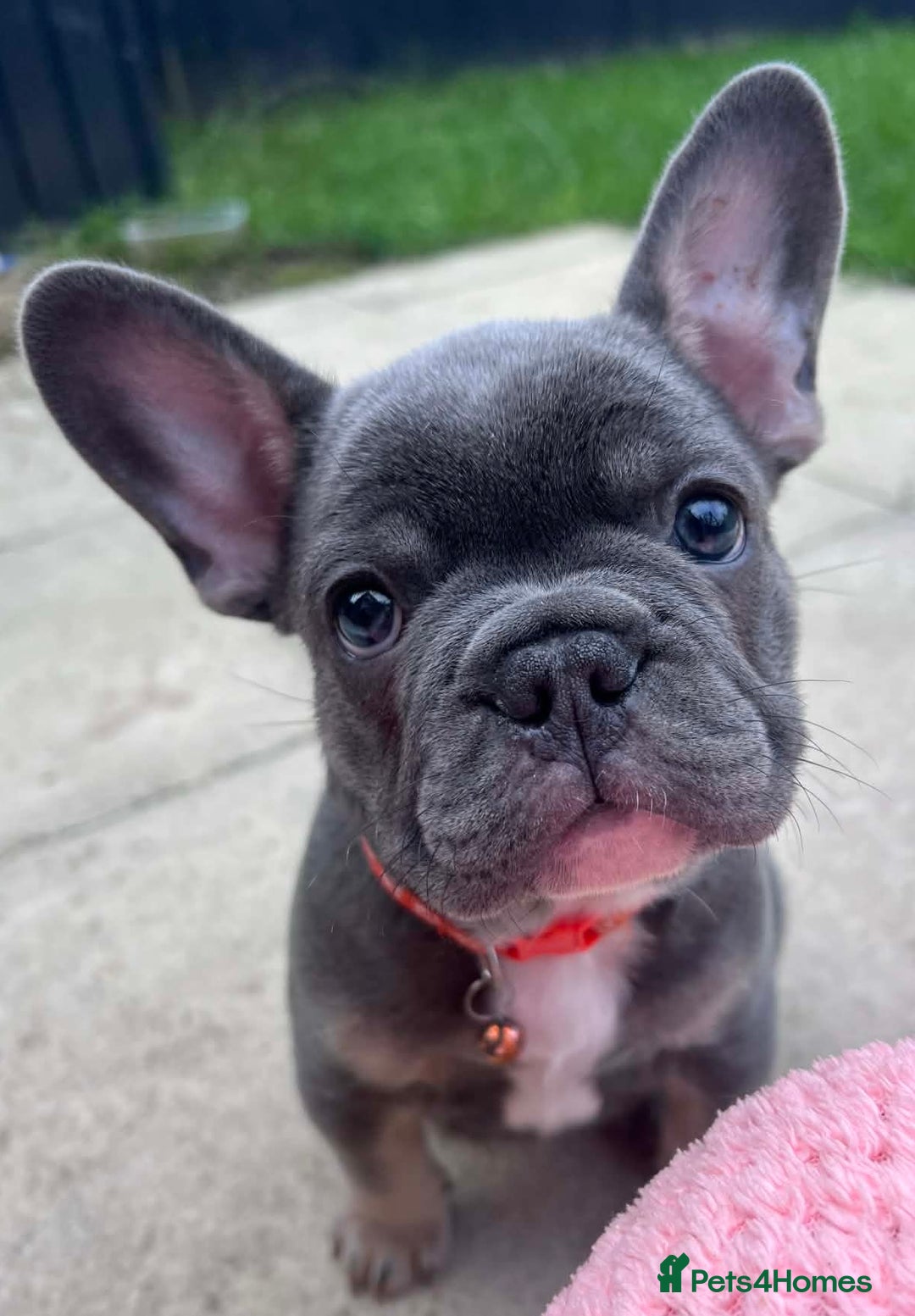 French Bulldog dogs for sale: Last 1 of litter - Advert 1