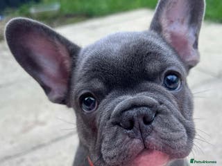 French Bulldog dogs Last 1 of litter - Advert 3