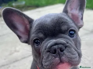 French Bulldog dogs Last 1 of litter - Advert 14
