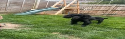 Cocker Spaniel dogs for sale: Female cocker spaniel  for sale  in Chichester - Advert 5