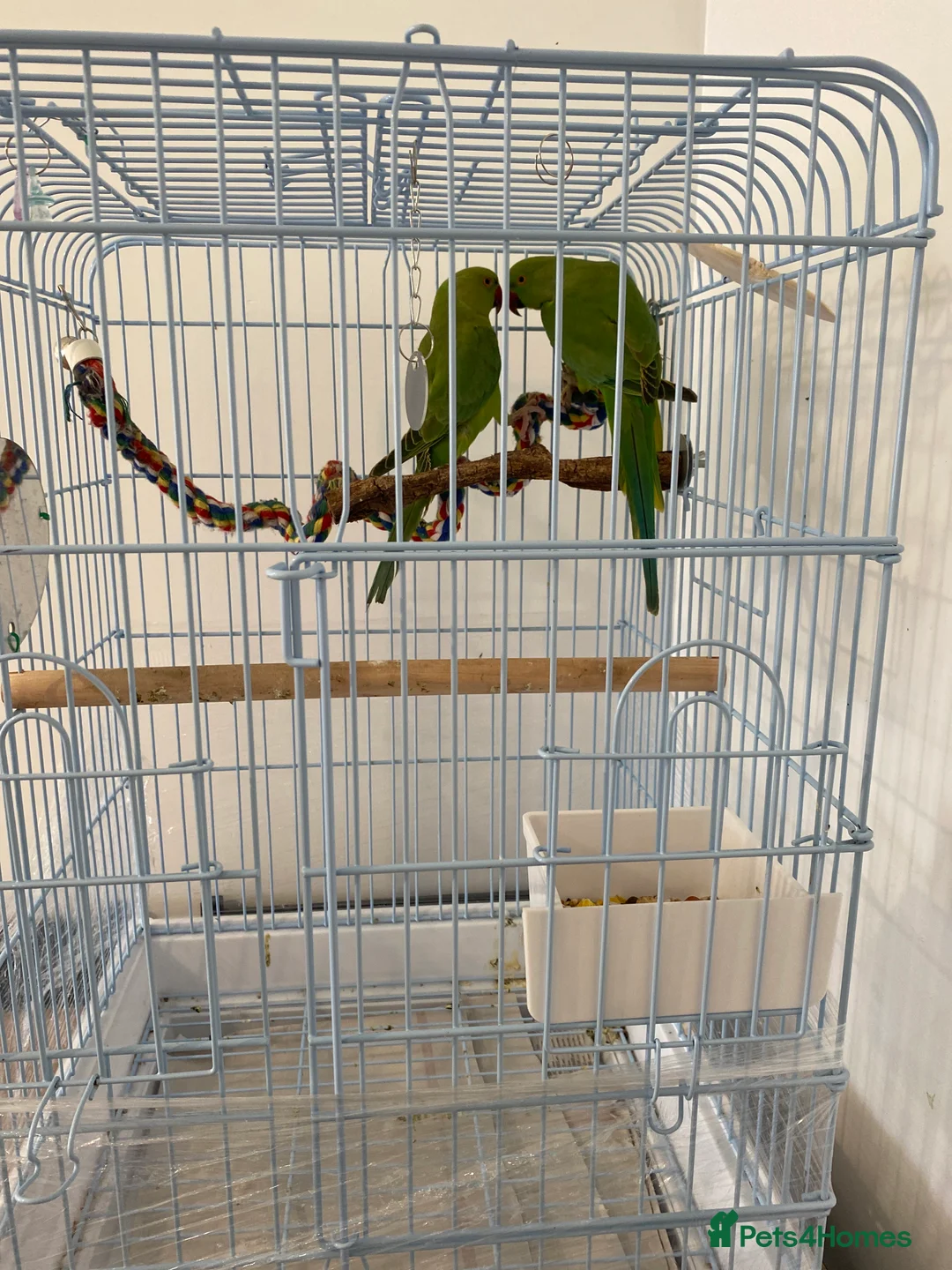 Ringnecks birds for sale: 2 Indian ringnecks  in Kidderminster - Advert 1