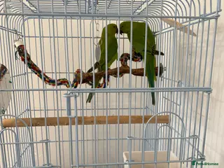 Ringnecks birds 2 Indian ringnecks - Advert 1