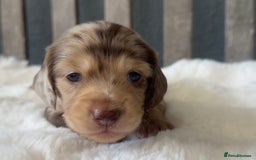 Miniature Dachshund dogs for sale: Beautiful Miniature Dachshunds Dapple Choc & cream - Image 3