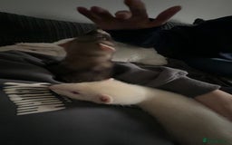 Ferret rodents for sale: 2 gorgeous ferrets  - Image 6