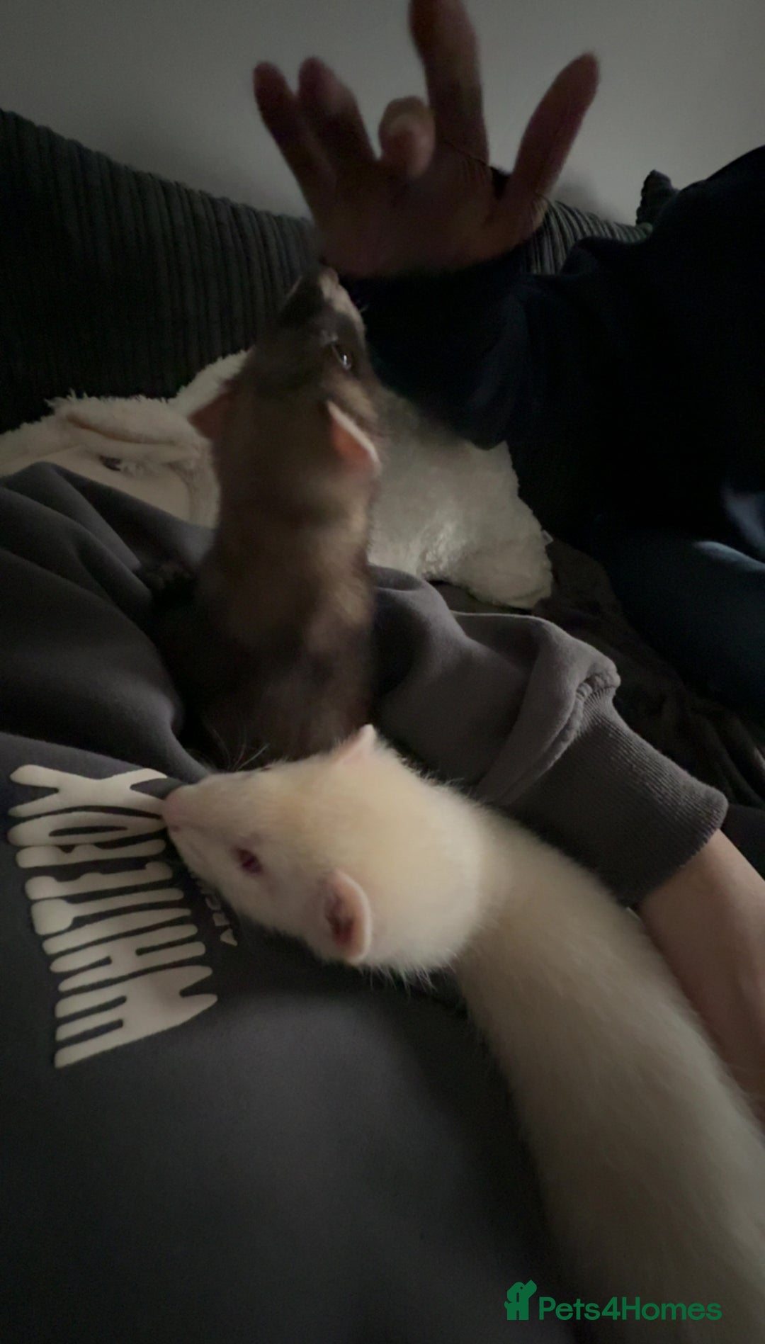 Ferret rodents for sale: 2 gorgeous ferrets  - Image 6