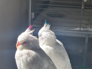 Cockatiels birds Ultimate cockatiel Albino bundle. - Advert 2