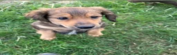 Mixed Breed dogs for sale: 6 Welsh Collie x Cocker Spaniel  - Advert 3