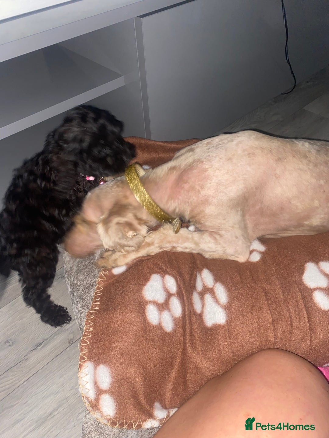 Cockapoo dogs for sale: Gorgeous American cockapoos  - Image 11