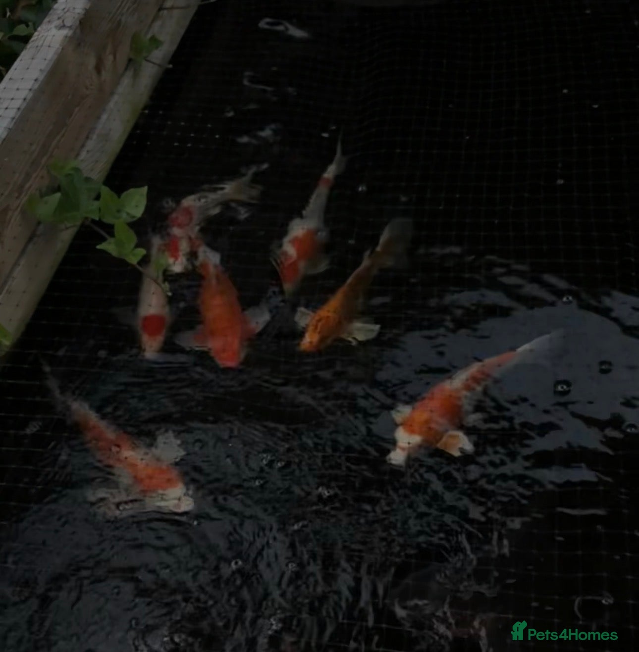 Koi Carp fish Mixed koi 5”-12” £50 each  - Advert 8