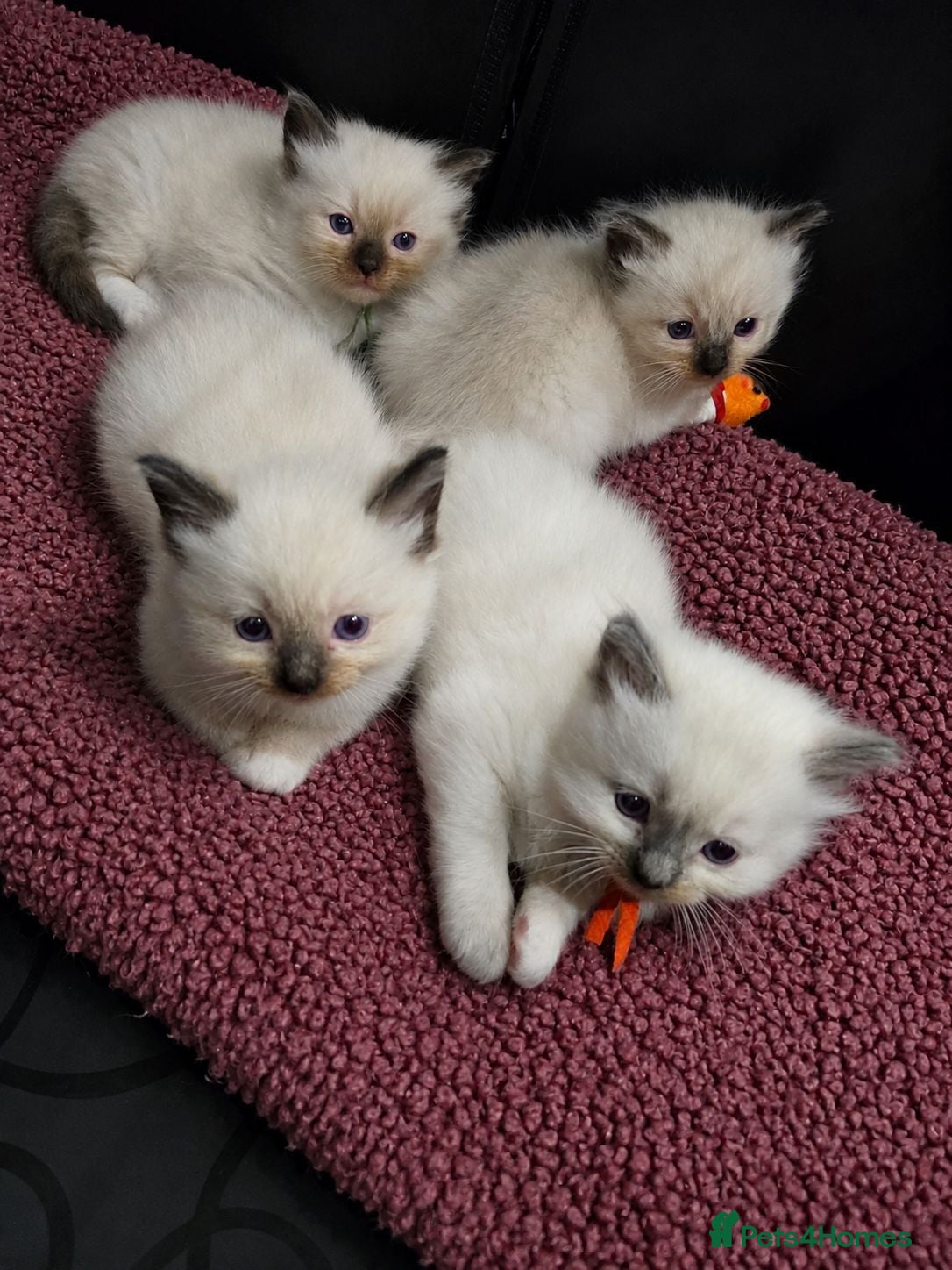 Ragdoll cats TICA/GCCF registered ragdoll kittens - Advert 1