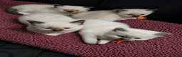 Ragdoll cats for sale: TICA/GCCF registered ragdoll kittens - Advert 3