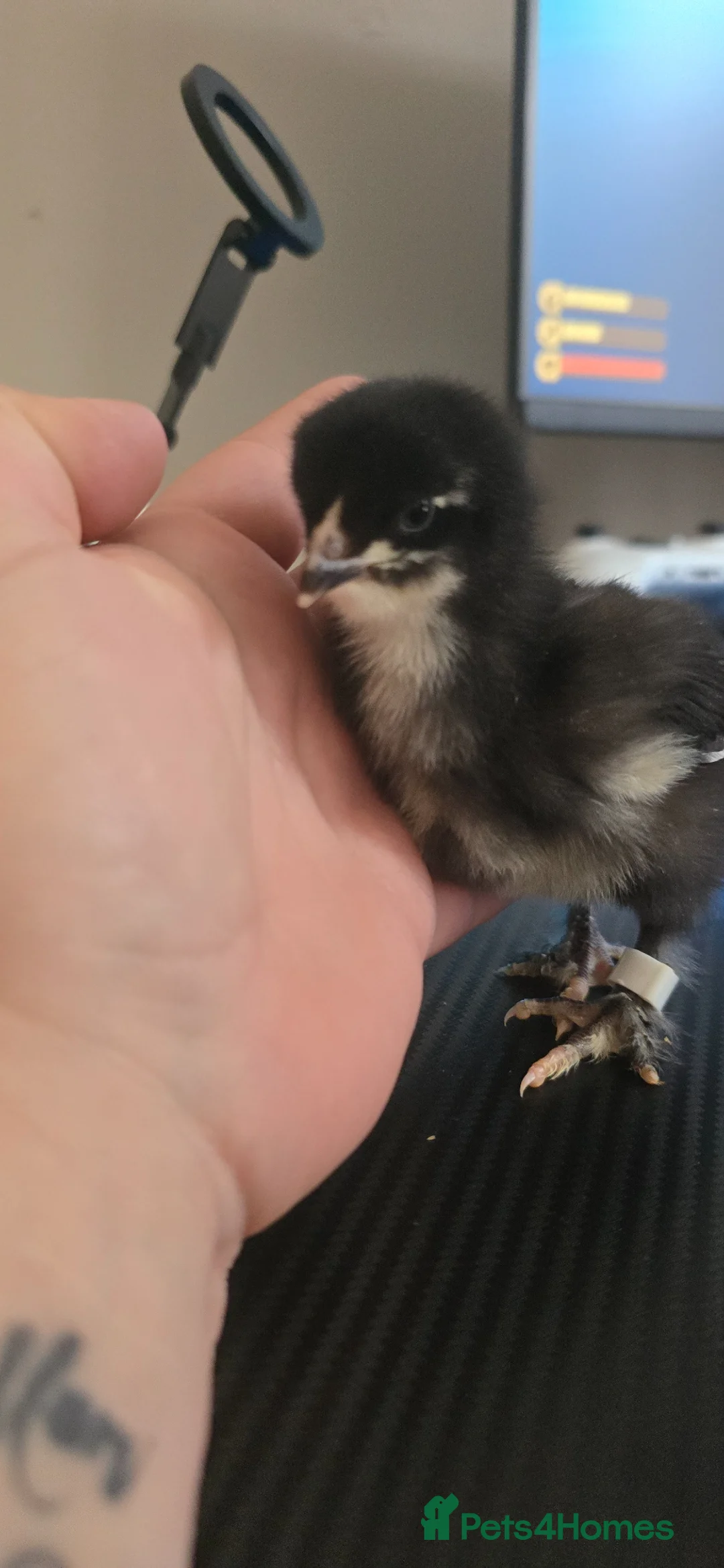 Chickens poultry for sale: Day old chicks various breeds - Advert 2