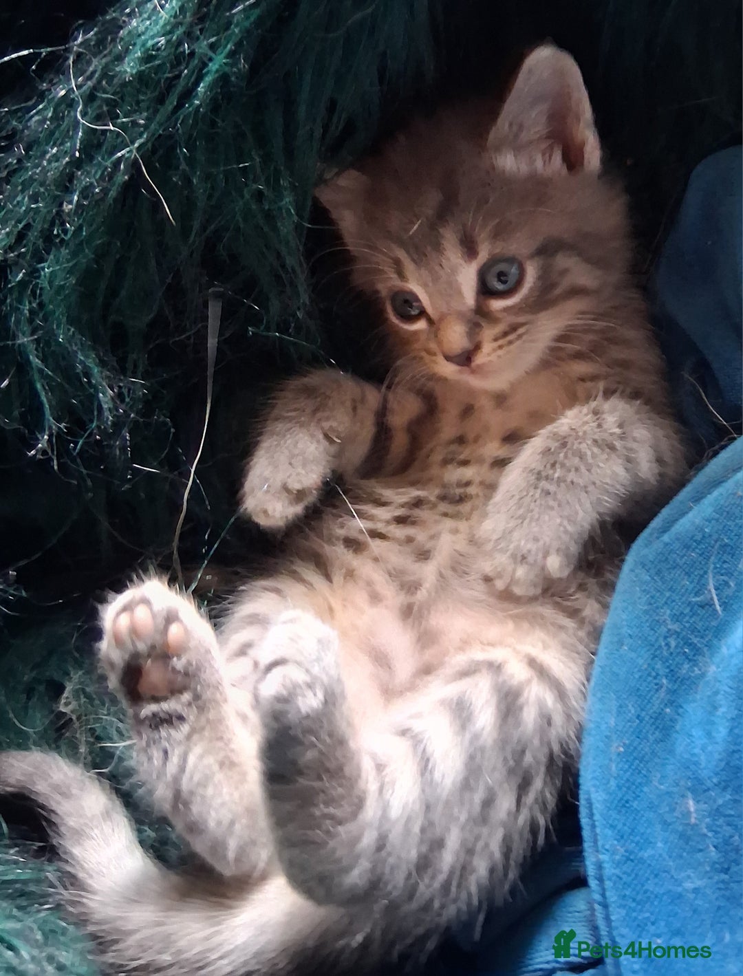 Mixed Breed cats for sale: Awesome Spotty Dotty Silver  Blue Bengal x Kittens - Image 5